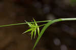 Northern long sedge